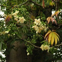 Ceiba pentandra (L.) Gaertn.